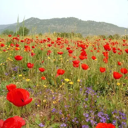 Fig Garden Сasa de vacaciones
