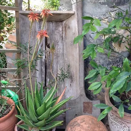 Fig Garden Сasa de vacaciones *