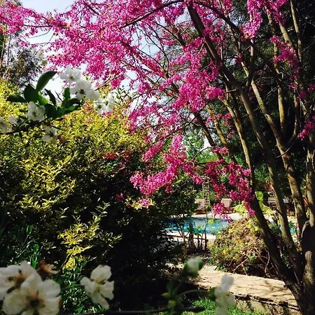 Fig Garden