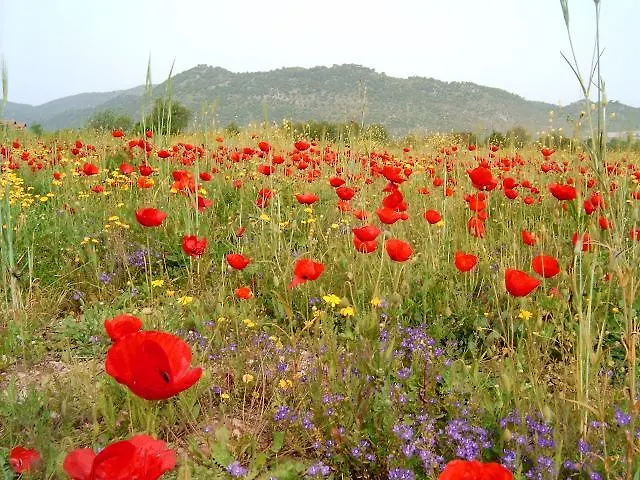Fig Garden Tatil Evi