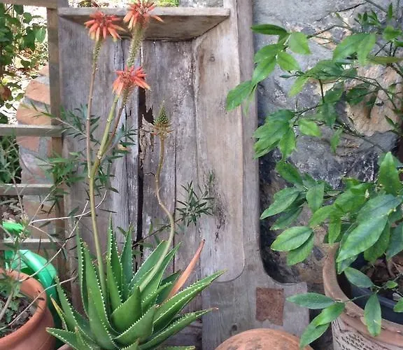 Fig Garden Feriehus *